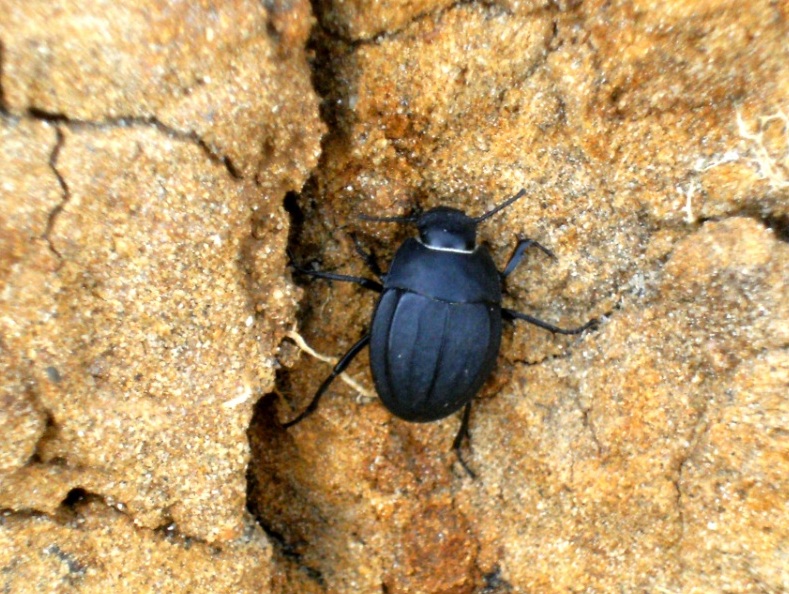 Pimelia nana? Erodius